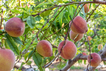 branch of a peach tree with ripe juicy fruits