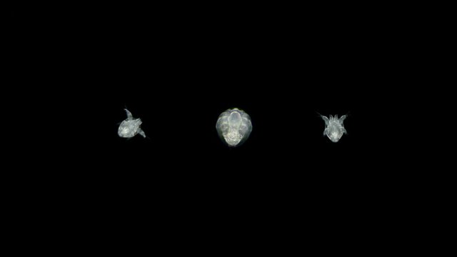 Nauplius larva Cyclopidae, under a microscope, different stages, one larva moves and swims away 4K