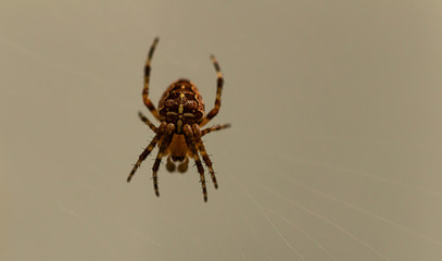 brown patterned spider on web