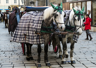 Naklejka na ściany i meble Horses in Viena 