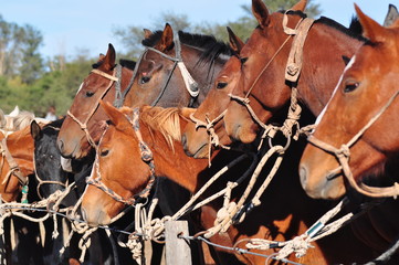 Obraz premium cabeza de caballos en fila