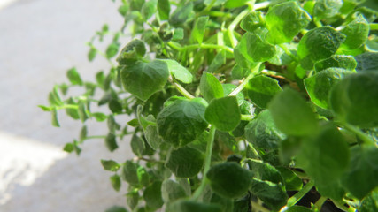 background of green leaves