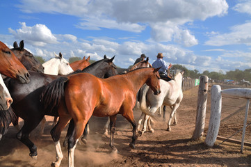 Fototapeta na wymiar arriando caballos - tropilla