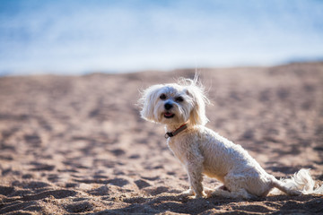 beautiful dog sitting on the sand.
