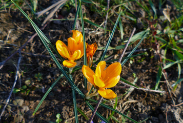 Gelbe orange farbene Krokusse, Blütenteppich auf einer Wiese