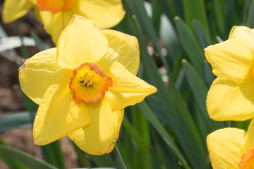 Yellow Daffodils in Spring Garden