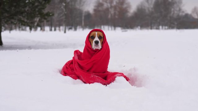 Funny dog sit at snow, wrapped into red plaid. Pensive muzzle, doggy look around and straight to camera with sad eyes. Cold winter season, portrait shot of miserable beagle