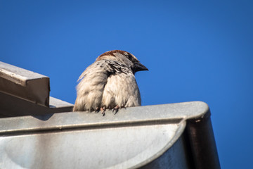 House sparrow bird or Passer domesticus on a roof of house