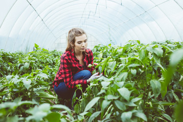 Young female farmer working in greenhouse