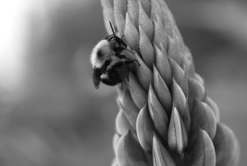Black and white image of a bumble bee on lupine