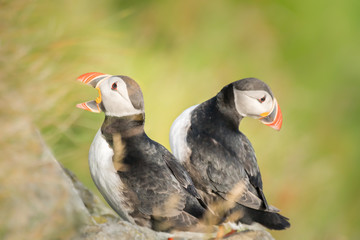 Two Puffins, One with Beak Wide Open