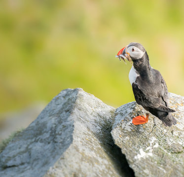 Atlantic Puffin With Multiple Fish in it's Beak