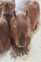 Capybara 