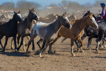 Fototapeta na wymiar caballos trotando
