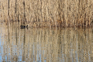 Canard avec le reflet des roseaux