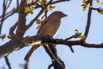 House sparrow bird or Passer domesticus on a branch of fruit tree with blossoms in spring