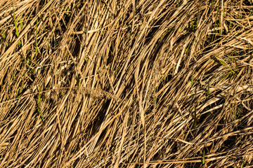 Tall Grass Meadow, blur
