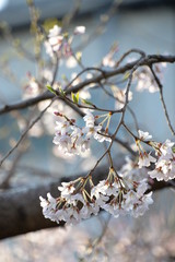 淡墨桜
