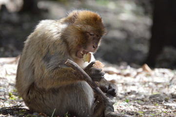 Barbary Ape Eats