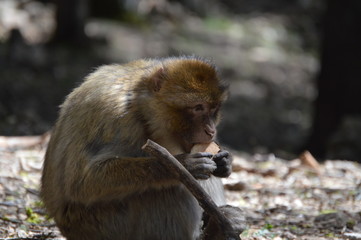 Barbary Ape Eats