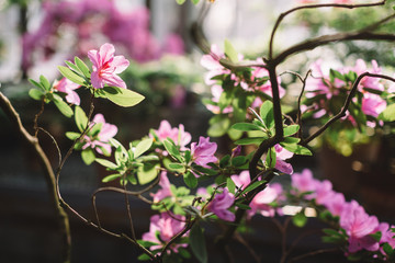 Photo of colorful pink Azalea flowers in greenhouse, soft focus. Evergreen plants in hothouse. Branch with green leaves and blooming flowers. Flowering Rhododendrons. Beauty sunlight. 