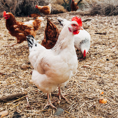 Chickens on a farm