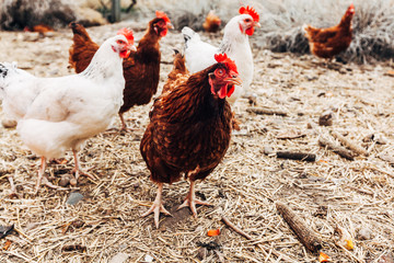 Chickens on a farm