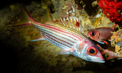 MAYOTTE 