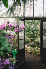 Photo of colorful blooming pink Azalea flowers in hothouse, soft focus. Open doors to the greenhouse in the blurred background. Flowering Rhododendrons. Evergreen plants. Copy space. Beauty sunlight. 