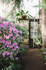 Photo of colorful blooming pink Azalea flowers in hothouse, soft focus. Open doors to the greenhouse in the blurred background. Flowering Rhododendrons. Evergreen plants. Copy space. Beauty sunlight. 