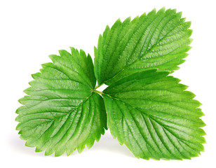 Single green strawberry leaf isolated on white background. Full depth of field.