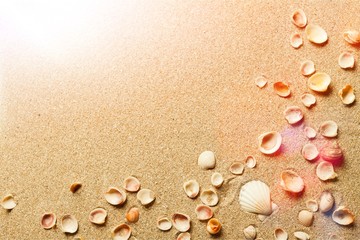 Fototapeta na wymiar Shells in the sand on the beach background