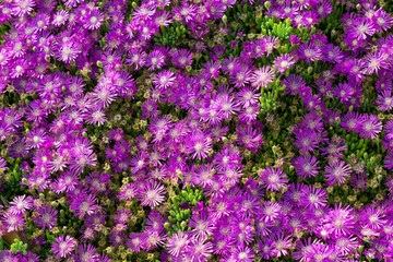 violet common aster wildflower super bloom