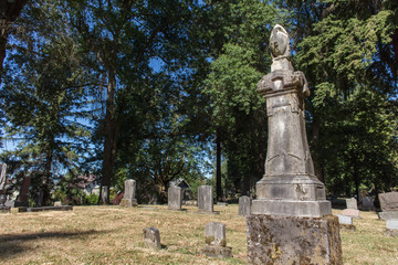 Fototapeta premium Lone Fir Cemetery