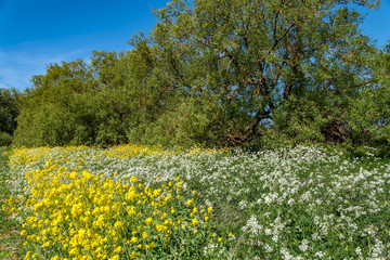 Rural scene with wild flowers. There is a mixture of yellow and white flowers, with trees and blue sky in the background.