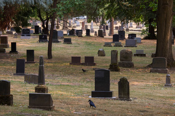 Naklejka premium Lone Fir Cemetery