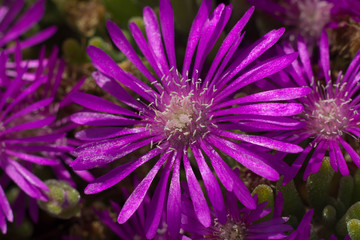 Fototapeta premium isolated violet wild flower