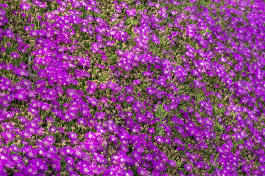 open field of the california super bloom