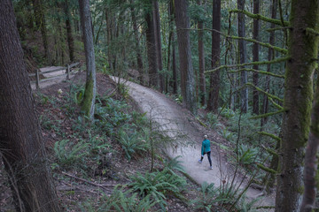 wildwood trail in Portland - obrazy, fototapety, plakaty