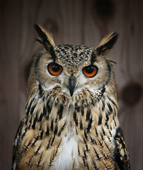 portrait of an owl;