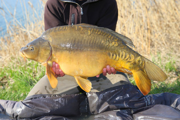 A very large carp caught on carp competitions
