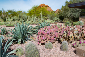 Beautiful cactus garden in Arizona