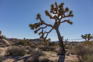 Fototapeta na wymiar Joshua tree in South California