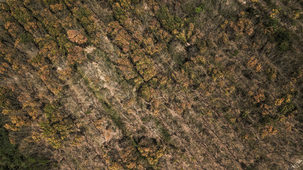 Dry forest ,  autumn forest in aerial view
