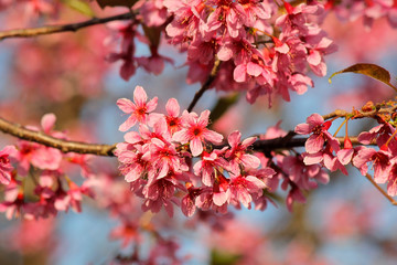 closeup of  Thai sakura flower