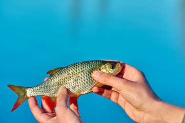 rudd fish (Scardinius erythrophthalmus)  in the hand of angler.  Float fishing early spring. Blue background lake.