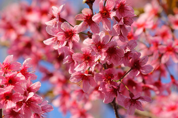 closeup of  Thai sakura flower