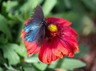 Beautiful Butterfly garden in Arizona