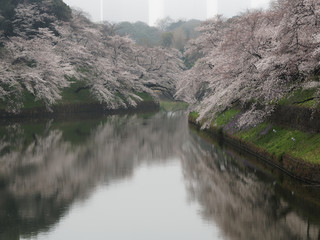 千鳥ヶ淵 桜