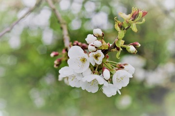 flowers of cherry tree in spring
